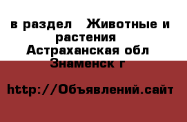  в раздел : Животные и растения . Астраханская обл.,Знаменск г.